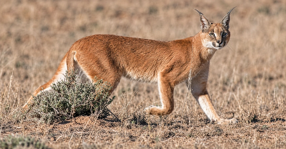 caracal