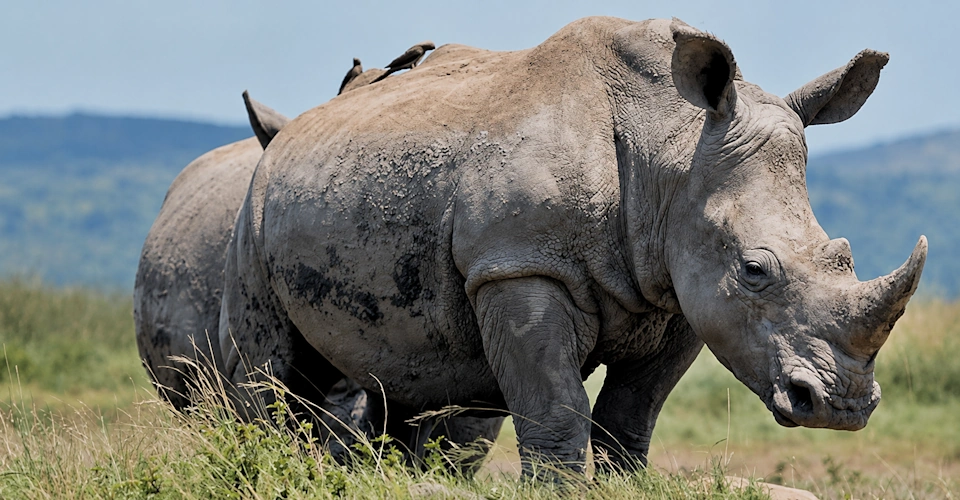 neushoorn