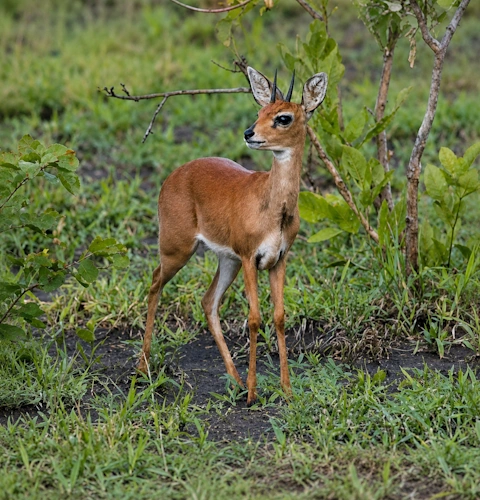 steenbok